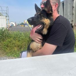 German Shepherd Puppies from Shepherds of the Hundred Acres