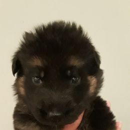 German Shepherd Puppies from Von Jo-Rielle Kennel