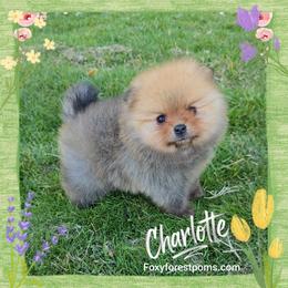 Charlotte - Orange sable female Pomeranian puppy in Eatonville, Washington from Foxy Forest Poms