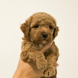 Male 3 - Red  male Goldendoodle puppy in Clarksville, Tennessee from Tennessee Goldendoodles, since 2014