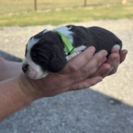 Light Green - Liver white and tan male English Springer Spaniel puppy in Lincoln, Texas from Lee Co. Springers