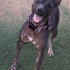 Xoloitzcuintli from Barefoot Xoloitzcuintle