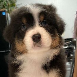 Girl 1 - Black tri-color Australian Shepherd puppy in Hesperia, Michigan from Lil Pines Aussies