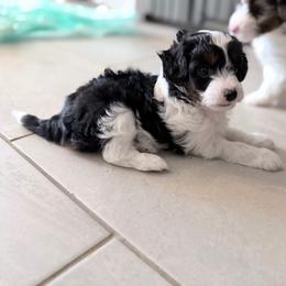 Garrett - Black tri-color male Aussiedoodle puppy in Cedar Park, Texas from Lollipups Mini Aussiedoodles
