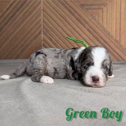 Green boy - Blue merle male Bernedoodle puppy in Modesto, California from Two Doods Doodles