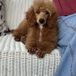 Blanket - Red  Poodle puppy in Dayton, Texas from Wolfe Island Poodles