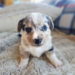Boy 3 - Blue merle and white male American Corgi puppy in Tombstone, Arizona from WeVolution Off-Grid