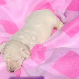 Poodle Puppies from C&K's Poodle Patch