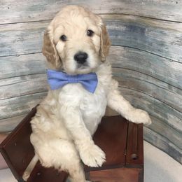 Labradoodles from Warner Family Doodles