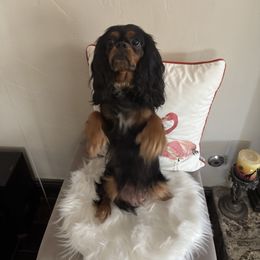 Zaya - Cavalier King Charles Spaniel