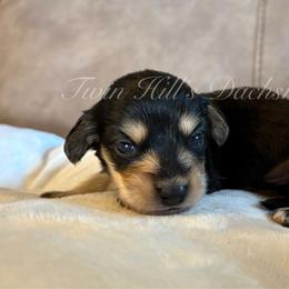 Ivory's White - Black and cream male Dachshund puppy in Jonesboro, Illinois from Twin Hills Dachshunds
