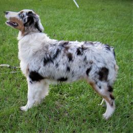 Australian Shepherd and Swedish Vallhund All Grown Up from SunFire Kennel