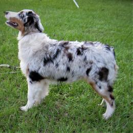Australian Shepherd and Swedish Vallhund All Grown Up from SunFire Kennel