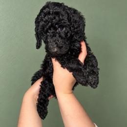 Wednesday - Purple Collar Girl - Black female Goldendoodle puppy in Yakima, Washington from HoneyPaw Doodles