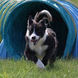 Border Collie puppies from First Harmony Farms