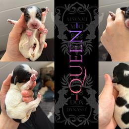 Dachshund Puppies from 208 Dox Dynasty