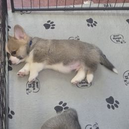 Pembroke Welsh Corgi Puppies from Salted Rim Corgis