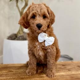 Dash boy - Red  male Goldendoodle puppy in Rio Linda, California from Plush Doodles