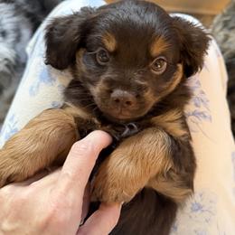 Chip - Red male Companion Cross puppy in Georgetown, Texas from The Darling Pup