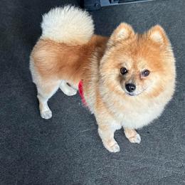 Bruno - Pomeranian