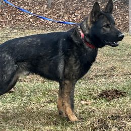 Argo - German Shepherd