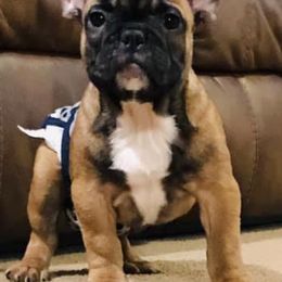 Boston Terriers and French Bulldogs from Savana’s Boston Terriers and French Bulldogs