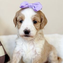 Eve - Apricot female Australian Labradoodle puppy in Harrisonville, Missouri from Blessed Day Doodles