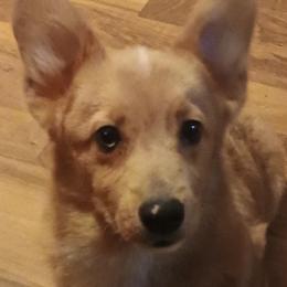 Red merle with blue marbling in eyes - Red merle and white male American Corgi puppy in Pioneer, Michigan from Country Corners Corgis