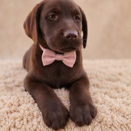 Girl 1 - female Labrador Retriever puppy in Chicago, Illinois from Urbane Retrievers