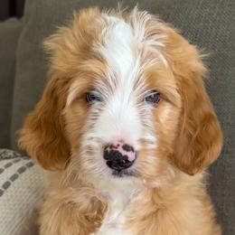 Bisbee - Red male Bernedoodle puppy in Gilbert, Arizona from 5280 Bernedoodles