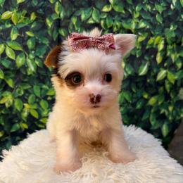Nola - Tan and white female Yorkshire Terrier puppy in Jacksonville, Florida from TLJ Choco Yorkie Love