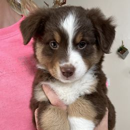 Miniature Australian Shepherd and Toy Australian Shepherd Puppies from Circle T Mini Aussies