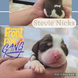 Stevie nicksGirl 4 - Liver white and tan female English Springer Spaniel puppy in Saginaw, Michigan from Kemerer Springers