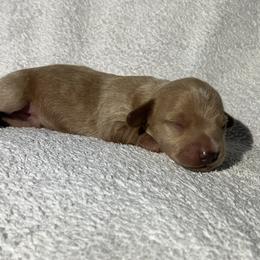Spot - Cream male Dachshund puppy in Mocksville, North Carolina from The Dachs of Hazzard Dachshunds