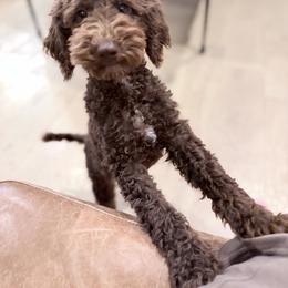 Drift - Brown male Poodle puppy in Caldwell, Idaho from Boise Doodle Co.