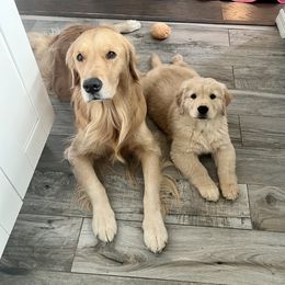 Golden Retriever Puppies from Golden Hour Golden Retrievers