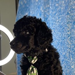 Poodle Puppies from Abbott Standard Poodles