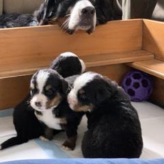 Bernese Mountain Dog Puppies from Queenstown Fine Bernese