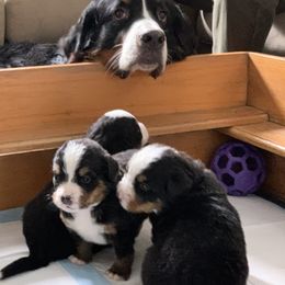 Bernese Mountain Dog Puppies from Queenstown Fine Bernese