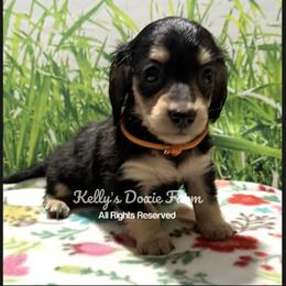 Black and Cream Female Longhair Orange Collar - Black and cream female Dachshund puppy in Cleveland, Tennessee from Kelly's Doxie Farm
