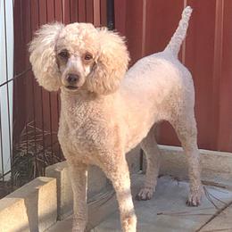 Cheyanne - Poodle