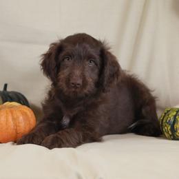 Aphrodite - Red female Aussiedoodle puppy in Colonial Beach, Virginia from Bristol Mine Kennels