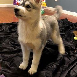 Siberian Husky Puppies from Anna Weber's Siberian Huskies