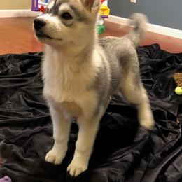 Siberian Husky Puppies from Anna Weber's Siberian Huskies