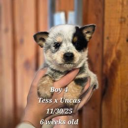 Boy 4 - Blue male Australian Cattle Dog puppy in Monroe, North Carolina from Creek View Cattle Dogs
