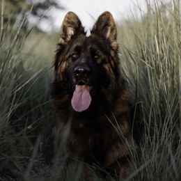 Mazikeen - German Shepherd