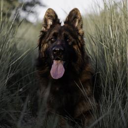 Mazikeen - German Shepherd