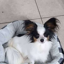 Belle - White black and tan female Papillon puppy in Myakka City, Florida from LaRae's Papillons