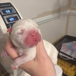 Casper - White male Bulldog puppy in Aiken, South Carolina from Hayzlett Family English Bulldogs
