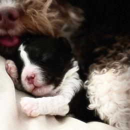 Bernedoodles and Goldendoodles from Jozlyn’s Pups